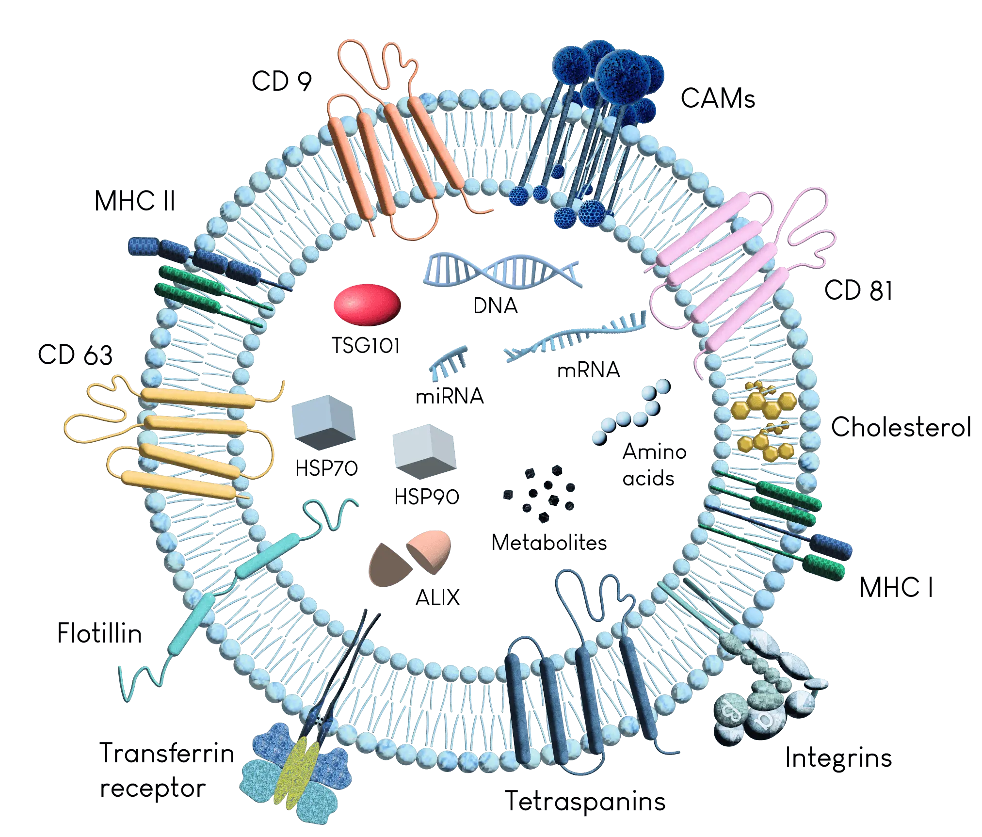 Illustration depicting the structure of exosomes, which are extracellular vesicles containing nucleic acids, proteins, lipids, and metabolites. Exosomes are secreted by cells into the extracellular space for intercellular communication.