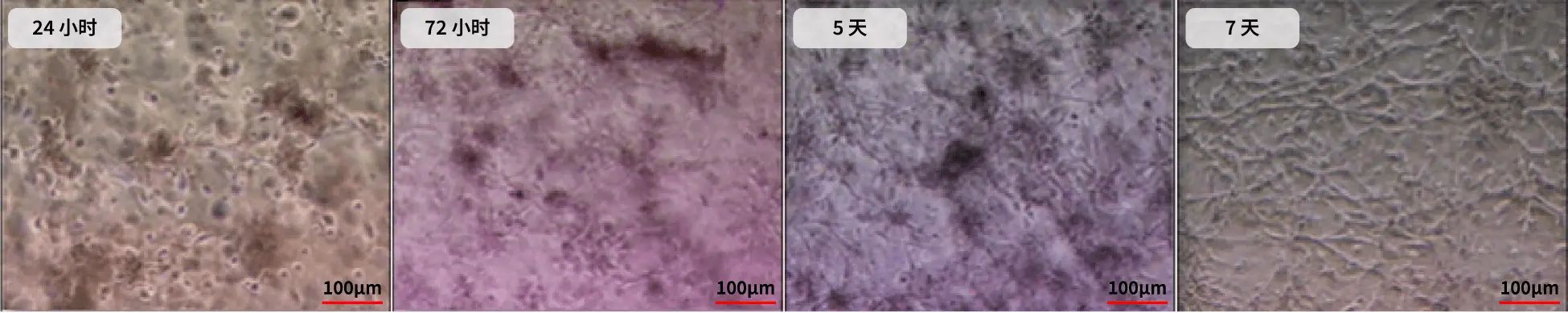 插图展示了干细胞的血管生成特性，帮助修复和再生血管，从而恢复血液循环系统的功能。