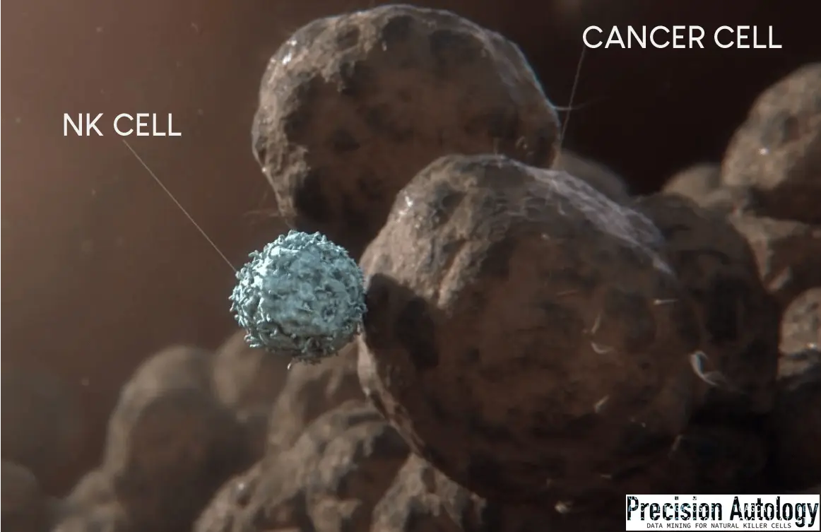 Illustration depicting how NK cells target cancerous cells by recognizing the absence of MHC class I molecules and the presence of stress-induced ligands or antibodies bound to the cancer cell's surface.
